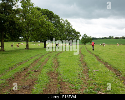 Ein Wanderer in einem Feld von Kühen in Kemble, Gloucester, nach dem Thames Path nationalen Weg nach London Stockfoto