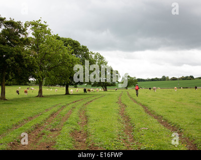 Ein Wanderer in einem Feld von Kühen in Kemble, Gloucester, nach dem Thames Path nationalen Weg nach London Stockfoto