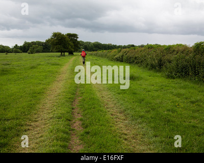 Ein Wanderer in einem Feld in Kemble, Gloucester, nach dem Thames Path nationalen Weg nach London Stockfoto