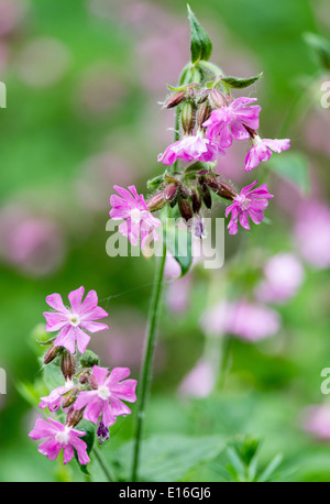 Closeup Wild Red Campion Blumen im Wald bei Fairburn Ings in der Nähe von Castleford Yorkshire England Vereinigtes Königreich UK Stockfoto