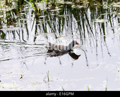 Teichhuhn Schwimmen im Marschland Wasser bei Fairburn Ings in der Nähe von Castleford Yorkshire England Vereinigtes Königreich UK Stockfoto