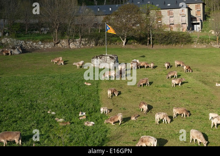 Vieh in Vall de Boi Tal in den hohen Pyrenäen in der Region Alta Ribagorca der Provinz Lleida Katalonien Spanien Stockfoto