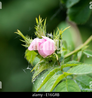 Frühen Stadien der Heckenrose in Knospe zur Blüte bei Fairburn Ings Castleford Yorkshire England Vereinigtes Königreich UK platzen Stockfoto