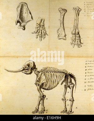 Arbeiten Skizze von Mastodon - von Rembrandt Peale, 1801 Stockfoto