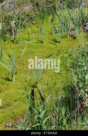 Neuseeland Pygmyweed (Crassula Helmsii) verstopft Entwässerungsgräben in den Sümpfen bei Dungeness. Dungeness, Kent, UK Stockfoto