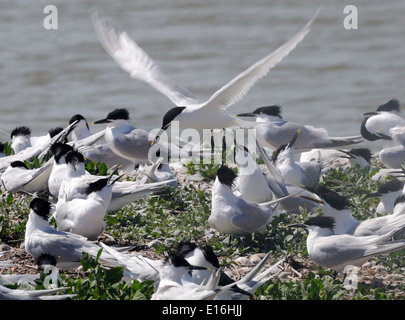Brandseeschwalben (Sterna Sandvicensis) in Zucht Gefieder in einem Schindel Insel Nistplatz.  Roggen-Hafen-Naturschutzgebiet. Stockfoto