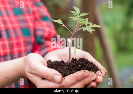 Frau halten junge Tomaten Sämling Stockfoto