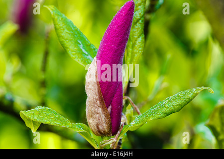 Blume, Tulpen-Magnolie (Magnolia X soulangeana), Amabilis Sorte mit Regentropfen Stockfoto