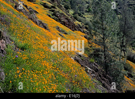 Kalifornien - Mohn blüht auf einem bunten Hügel entlang der Hite Cove Trail über den South Fork des Merced River. Stockfoto