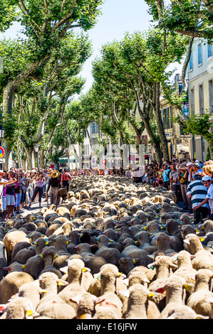 Europa, Frankreich, Bouches-du-Rhône, Saint-Rémy-de-Provence. Festival der Transhumanz. Parade. Stockfoto