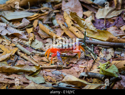 Harlekin oder Halloween Krabbe Gecarcinus Quadratu Versenkung über den Waldboden der Cabo Blanco National Reserve Costa Rica Stockfoto