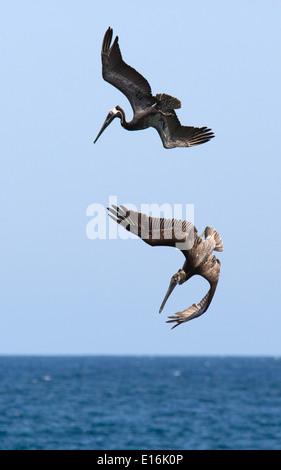 Braune Pelikane Pelecanus Occidentalis im Flug drehen und Tauchen für Fische auf der Pazifikküste von Costa Rica Stockfoto