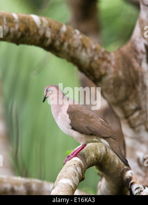 Weiße Spitze Dove Leptotila Verreauxi - Osa Halbinsel Costa Rica Stockfoto