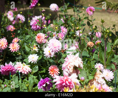 Rosa Blumen blühen im Park, Pflanze blüht. Stockfoto