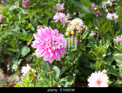 Rosa Blumen blühen im Park, Pflanze blüht. Stockfoto