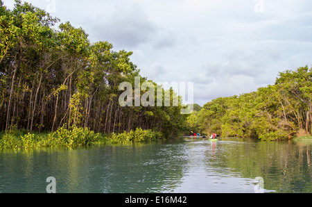 Kajakfahren auf der Pejeperro-Lagune und Mangrove Wald auf der Osa Halbinsel im Süden Costa Ricas Stockfoto