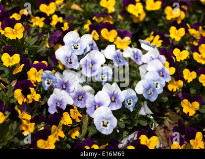 Viola Tricolor Stiefmütterchen, Blume Bett blühen im Garten. Stockfoto