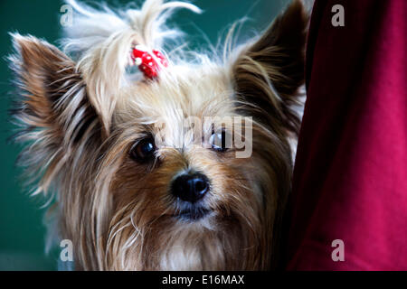 Yorkshire Terrier Bogen Stockfoto