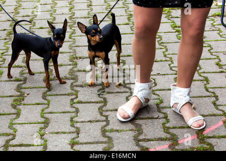 Prag Ratter, nationale Rasse zu Fuß zwei Hunde Stockfoto