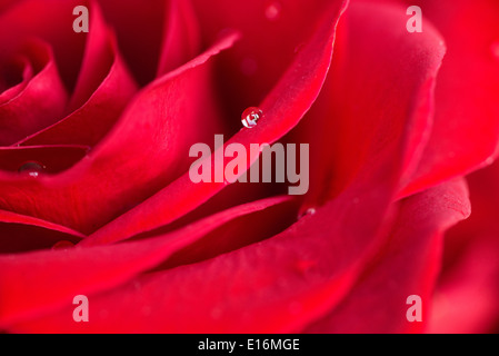 Drop auf rote Blume Stockfoto