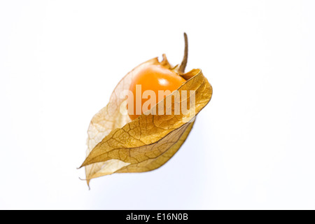 Physalis Peruviana. Eine einzige Frucht auf einem weißen Hintergrund. Stockfoto