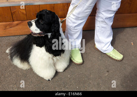 Ein perfekt gepflegter amerikanischer Cocker Spaniel, der treu an der Seite seines Besitzers sitzt und Eleganz und eine sanfte Bindung zeigt Stockfoto