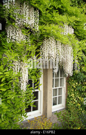 Wisteria sinensis Alba - Chinesische wisteria Frames die Fenster eines englischen Country Cottage, Stockfoto