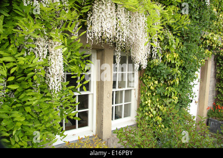 Wisteria sinensis Alba - Chinesische wisteria Frames die Fenster eines englischen Country Cottage, Stockfoto