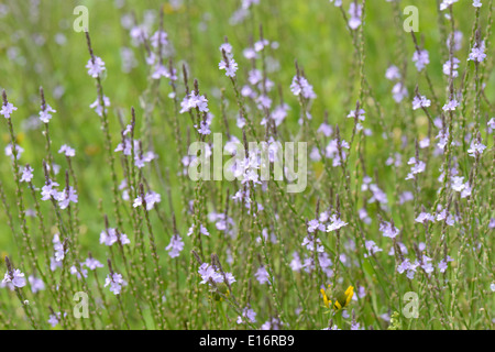 Texas-vervain Stockfoto