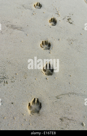 Dingo-Tracks - Fraser Island - Queensland - Australien Stockfoto