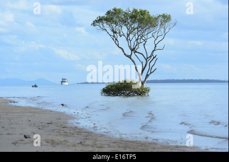 Grau, Mangroven, Ostküste, Fraser Island, Queensland, Queensland, Australien Stockfoto