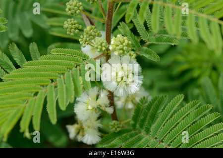 Texas-Akazie Stockfoto