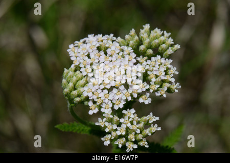 Gemeinsamen Schafgarbe Stockfoto