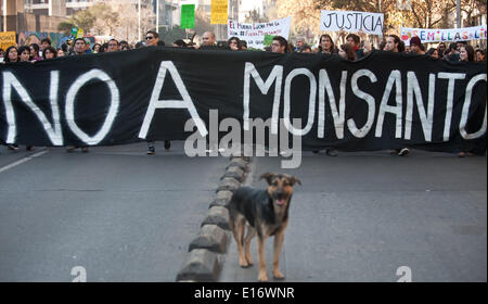 Santiago, Chile. 24. Mai 2014. Menschen nehmen Teil an einer Demonstration in Santiago, die Hauptstadt von Chile, am 24. Mai 2014. Aktivisten aus der ganzen Welt versammelten sich am Samstag tagsüber einen weltweiten Protest gegen die transgenen Firma Monsanto, verlangt die Unterstützung von lokalen Bauern und den Schutz der Lebensmittelversorgung. © Jorge Villegas/Xinhua/Alamy Live-Nachrichten Stockfoto