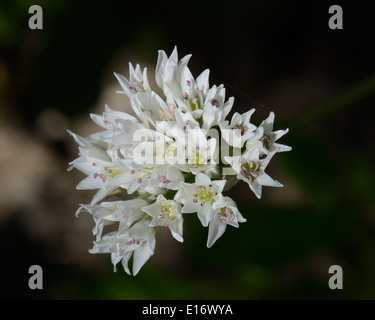 Texas Wildzwiebel Blume Stockfoto