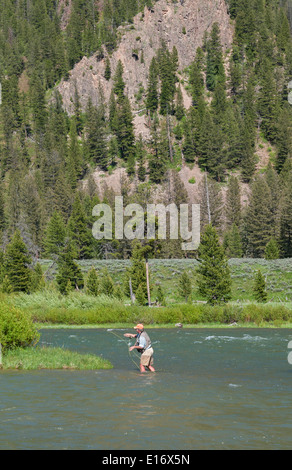 Montana, Madison River, Fliegenfischer Angeln Stockfoto