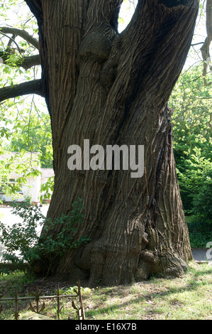 Sweet Chestnut Großbaum in Dreifaltigkeit Kirchhof, Belbroughton, Worcestershire, England, UK Stockfoto