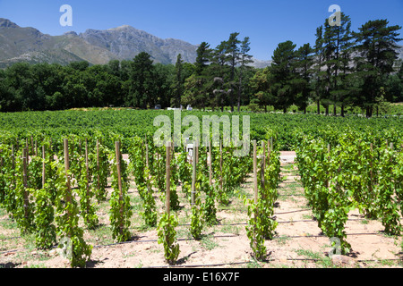 Weinberg und Wemmershoek Berge im Hintergrund, bei Rickety Bridge Winery, Franschhoek, Cape Winelands, South Africa Stockfoto