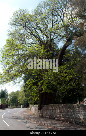 Sweet Chestnut Großbaum in Dreifaltigkeit Kirchhof, Belbroughton, Worcestershire, England, UK Stockfoto