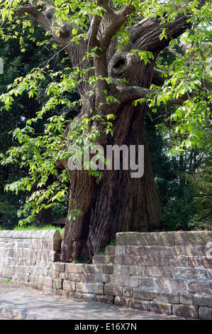 Sweet Chestnut Großbaum in Dreifaltigkeit Kirchhof, Belbroughton, Worcestershire, England, UK Stockfoto