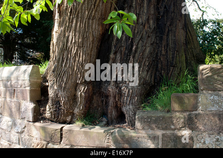 Sweet Chestnut Großbaum in Dreifaltigkeit Kirchhof, Belbroughton, Worcestershire, England, UK Stockfoto