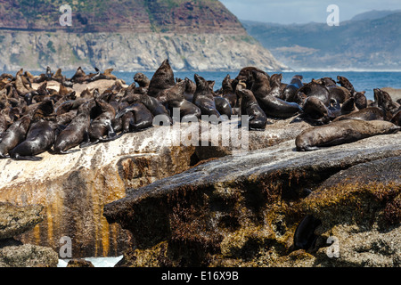 Braun Robben in der Sonne auf Duiker Island, Hout Bay, Südafrika Stockfoto