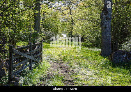 Altes Holztor auf einem frisch und glänzend grüne Landstraße durch einen Laubwald im Frühling. Von der schwedischen Insel Öland Stockfoto