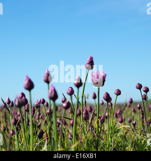 Bärlauch Blüten und Knospen in eine Wiese mit blauem Himmel auf der schwedischen Insel Öland Stockfoto