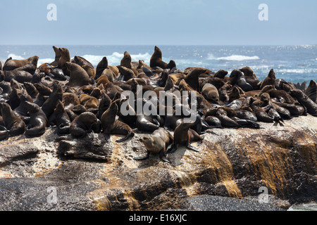 Braun Robben in der Sonne auf Duiker Island, Hout Bay, Südafrika Stockfoto