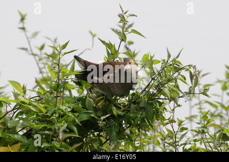 Juvenile Teichhühner (Gallinula Chloropus) in einem Baum posin Stockfoto