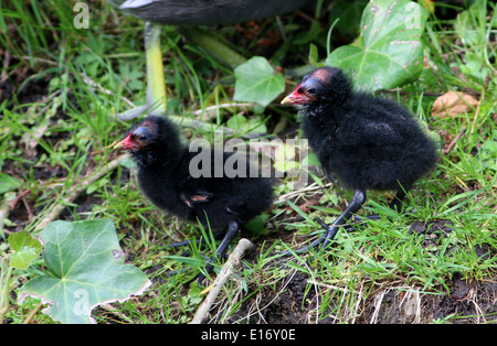 Zwei Jugendliche gemeinsame Sumpfhühner (Gallinula Chloropus) zu Fuß auf der Wiese Stockfoto