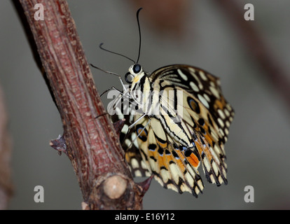 Gemeinsamen Kalk Schmetterling (Papilio Demoleus) aka Lemon Schmetterling, Karo-Schwalbenschwanz, Kalk Schwalbenschwanz, kleiner Zitrusfrüchte Schmetterling Stockfoto