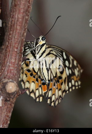 Gemeinsamen Kalk Schmetterling (Papilio Demoleus) aka Lemon Schmetterling, Karo-Schwalbenschwanz, Kalk Schwalbenschwanz, kleiner Zitrusfrüchte Schmetterling Stockfoto