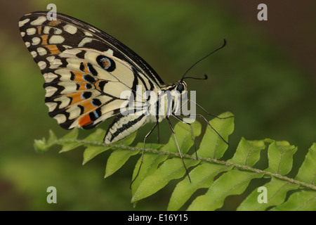 Karo-Schwalbenschwanz (Papilio Demoleus) aka Lemon Schmetterling, Lime Butterfly, Kalk Schwalbenschwanz oder kleiner Zitrusfrüchte Schmetterling Stockfoto